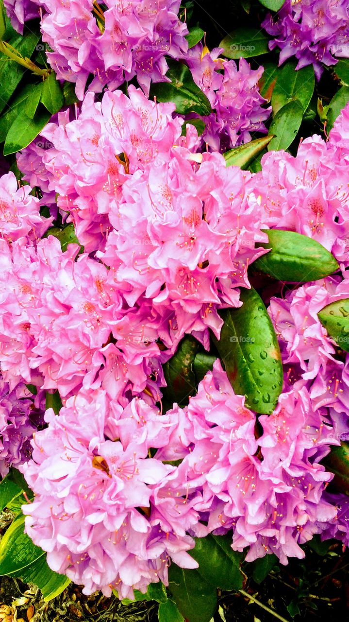 spring. flowers. beauty