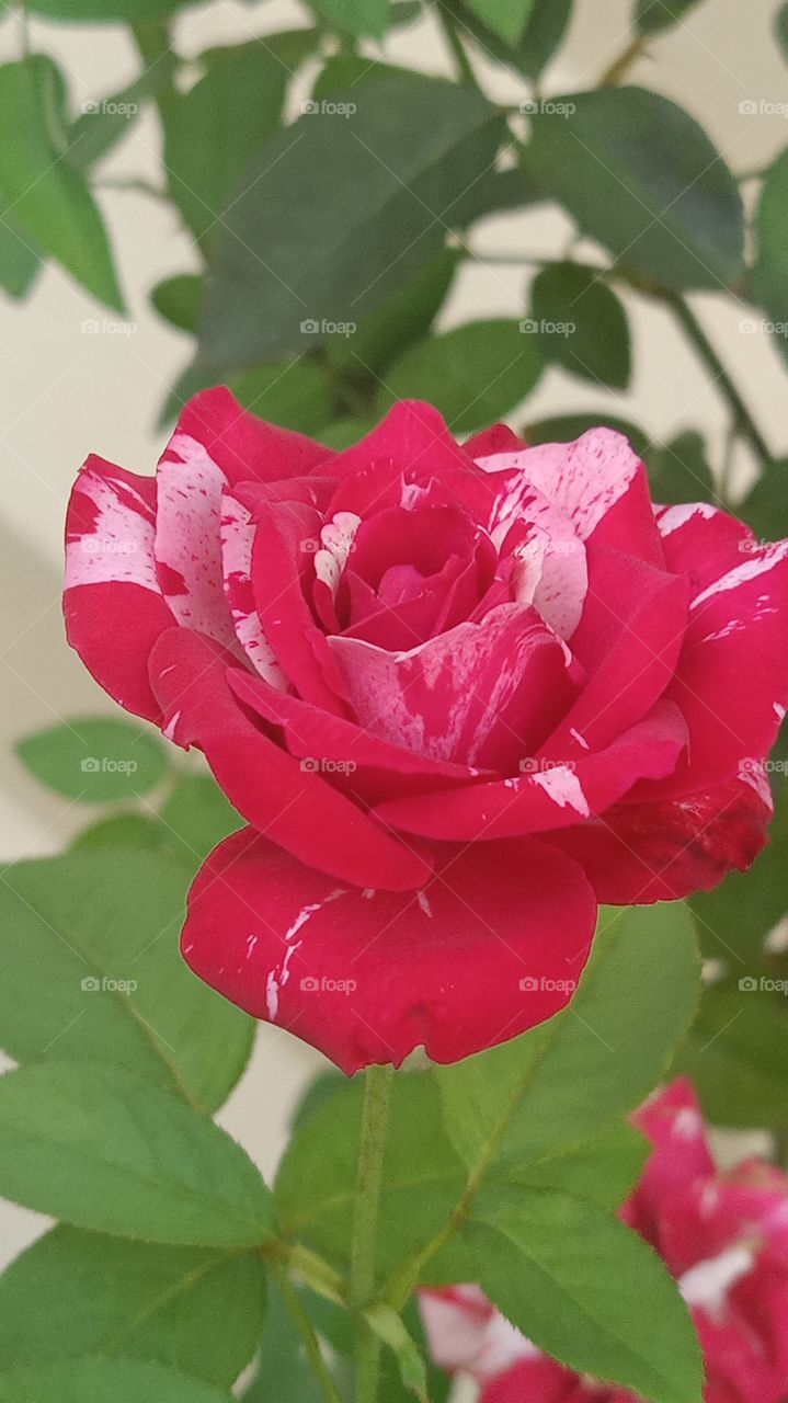 red white  rose