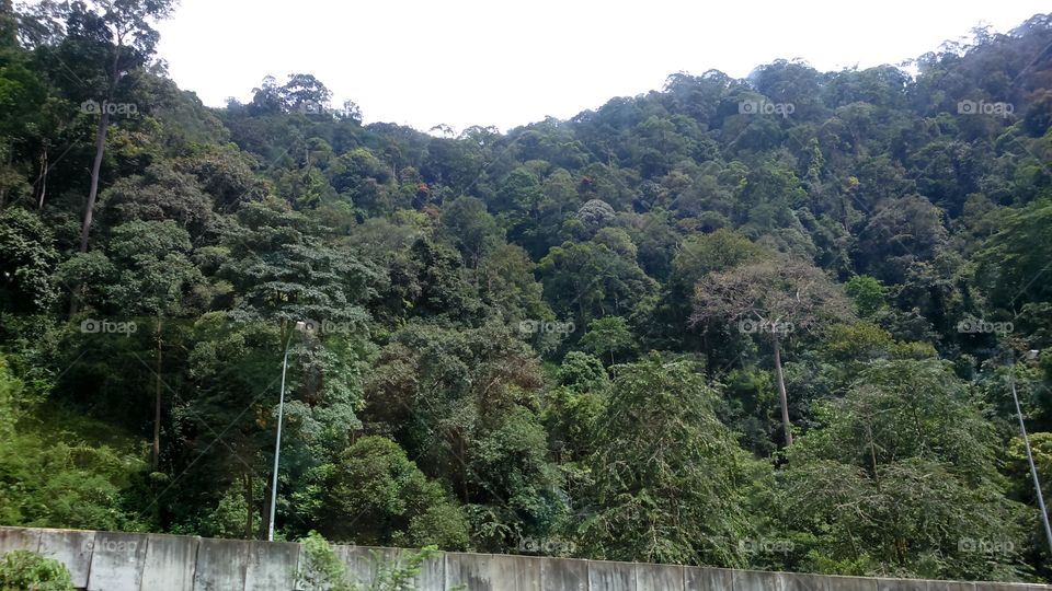 forest in Malaysia