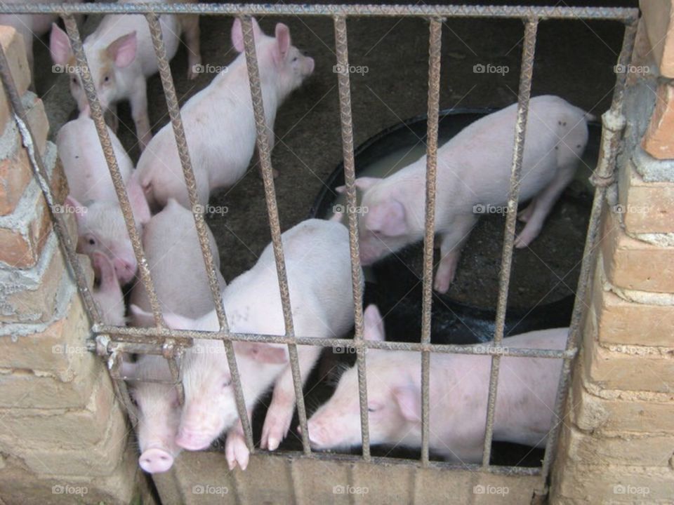 Pigs 