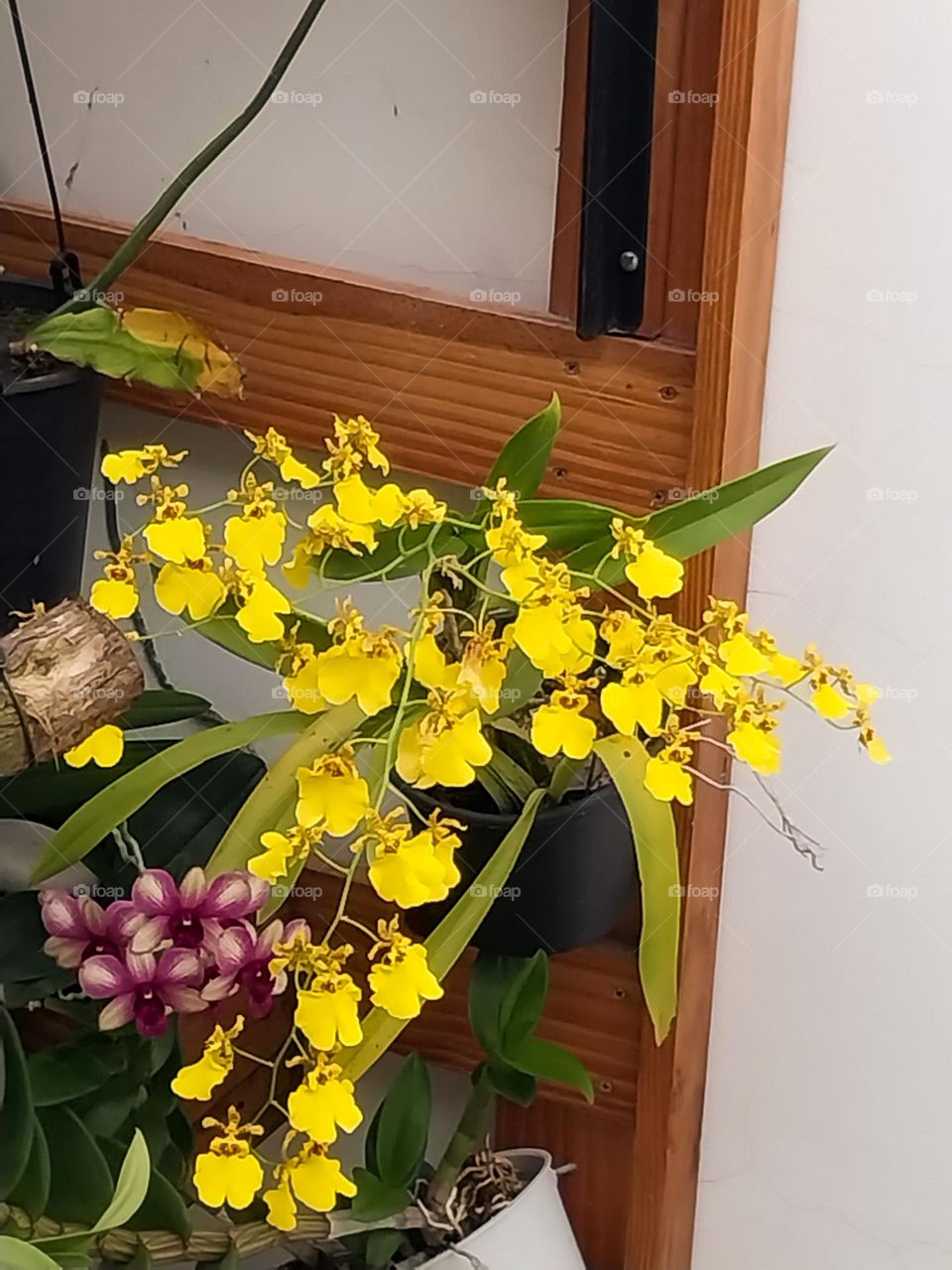 yellow orchid