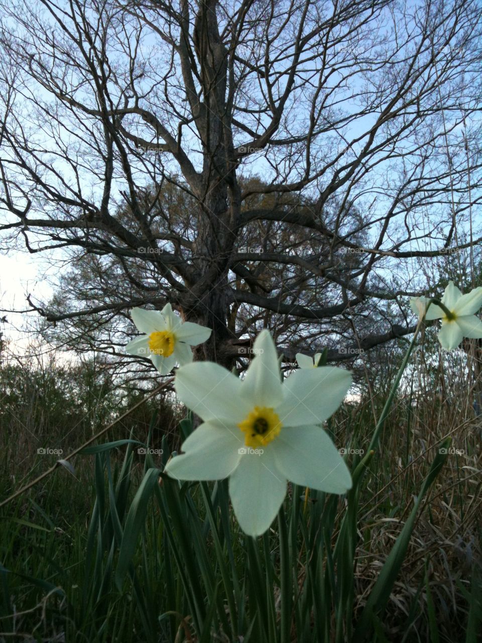 Flowers in a field. Focus on the tree. 