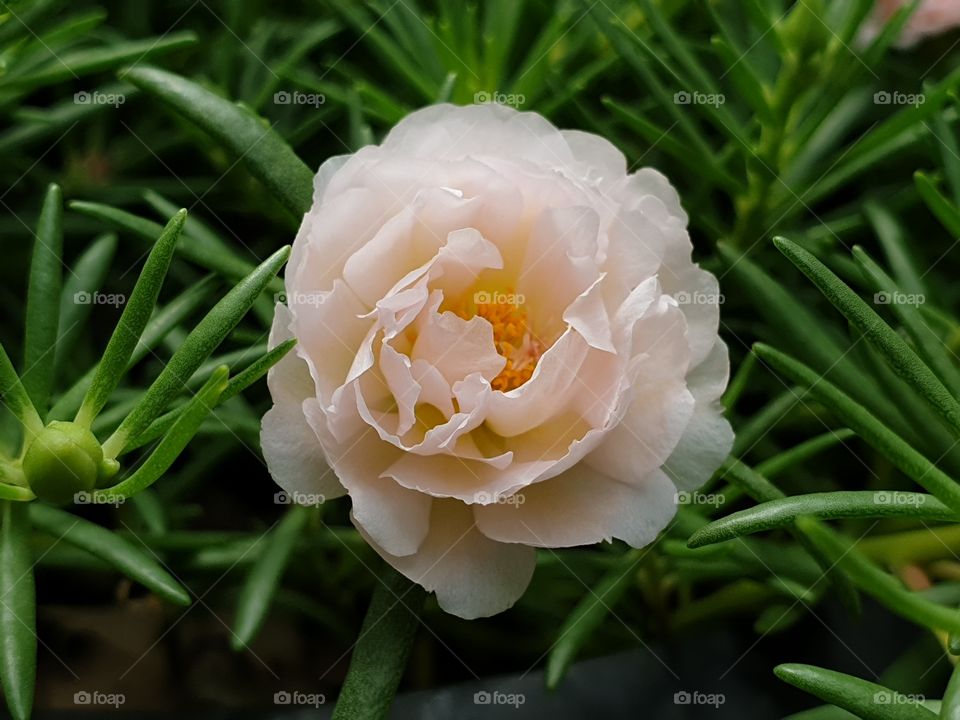 my beautiful Portulaca grandiflora