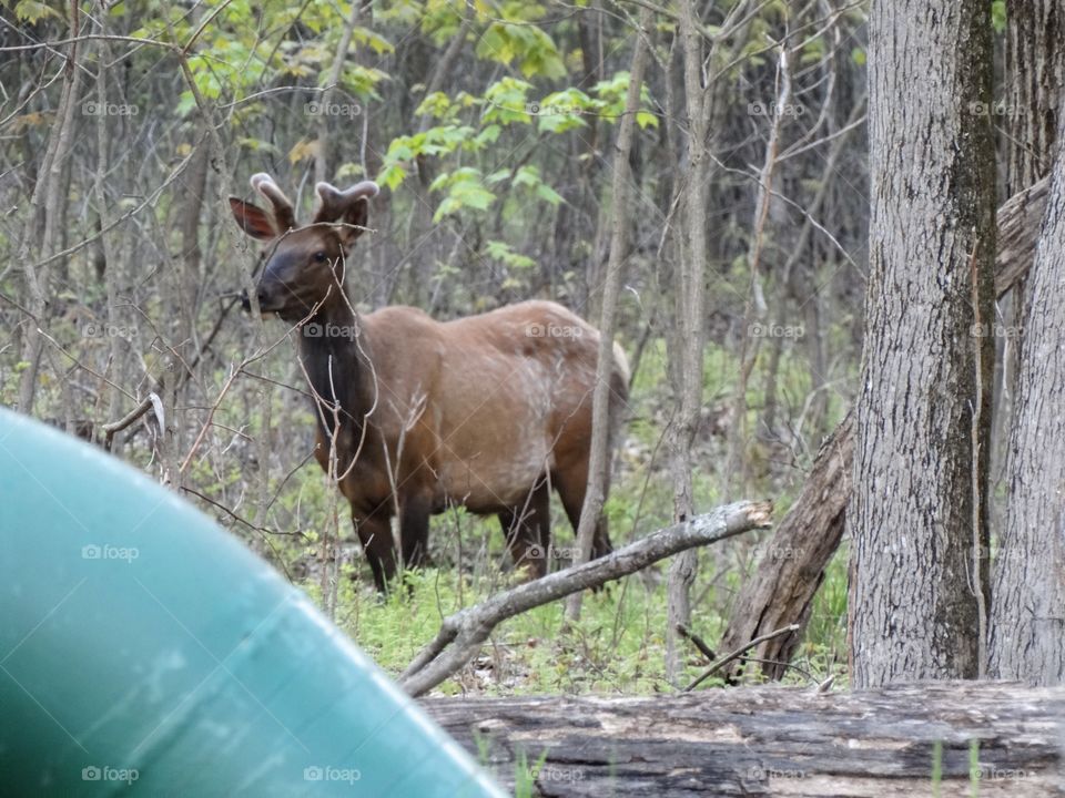 Elk 