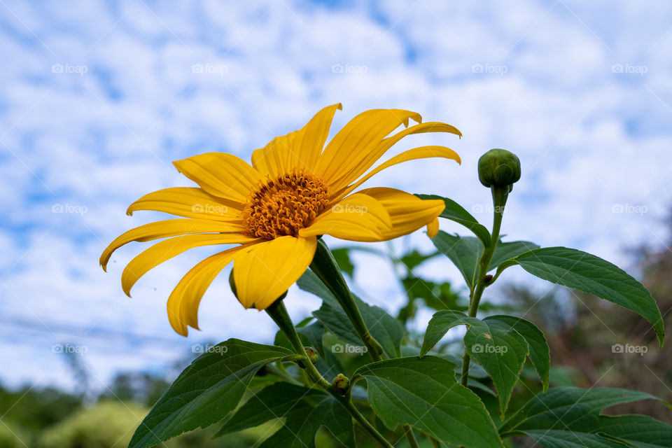 Mexican sunflower weed (Tithonia diversifolia)