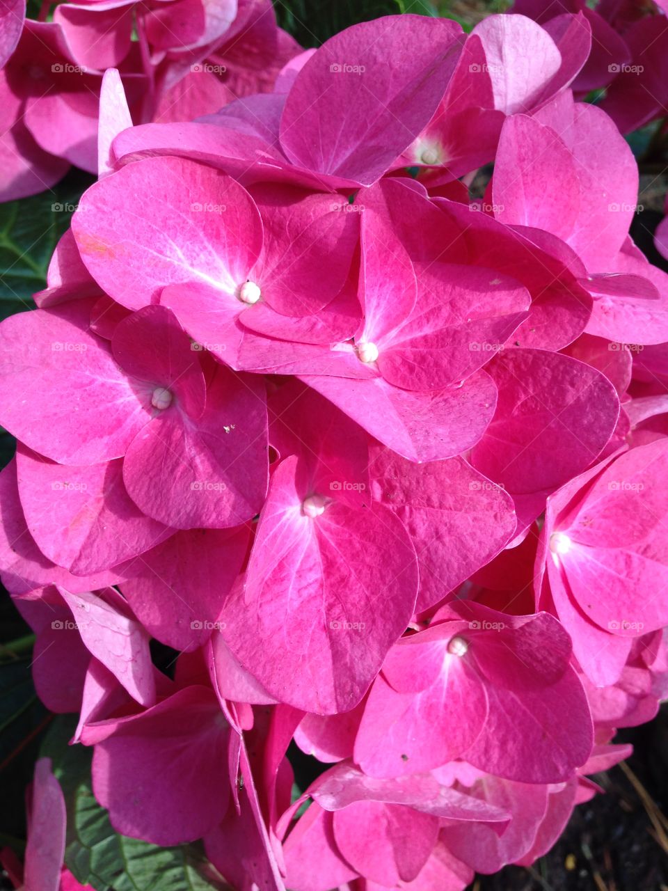 Hydrangea
