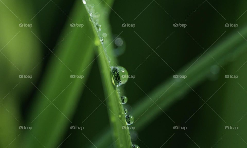 Green natural background, raindrops on green grass 