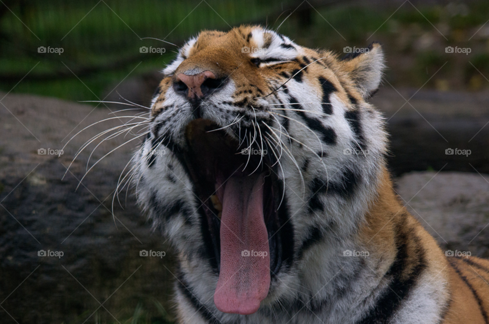 teeth colourful tiger tired by gaillewisbraznell