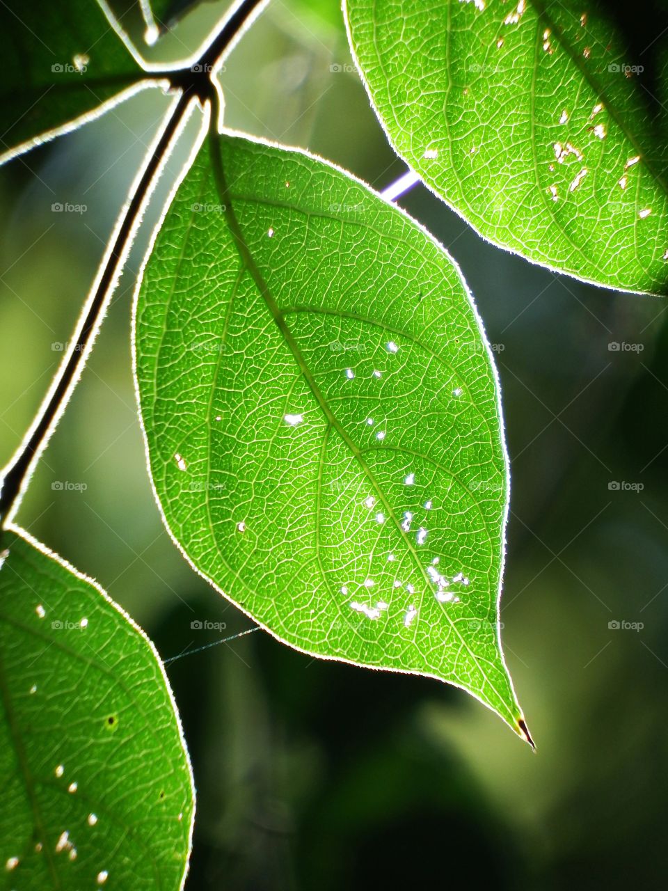 Green leaves closeup with light shining though them on a summer morning.