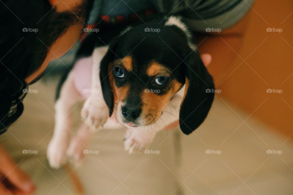 Levi. My new puppy the beagle.