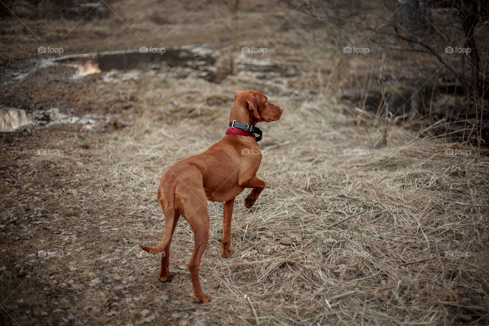 Hungarian vizsla playing outdoor at spring evening 