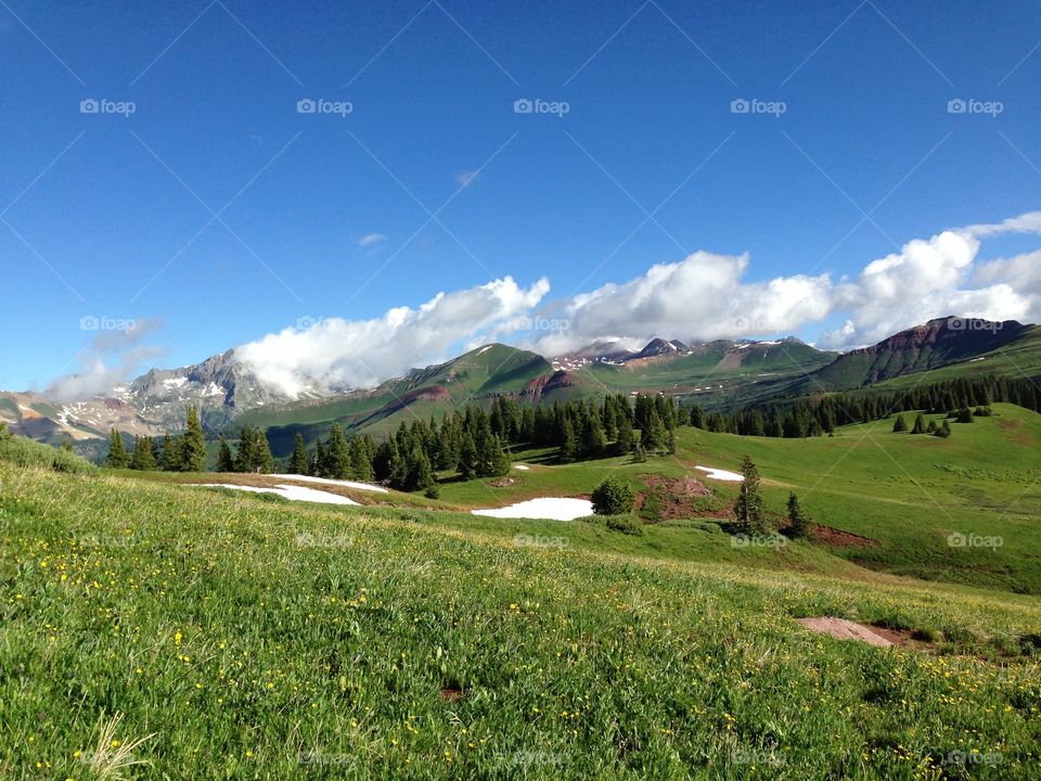 Snow in summer forest