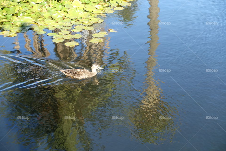 A duck is on the water where lotus leaves and beautiful reflection can be seen in the fair weather.
