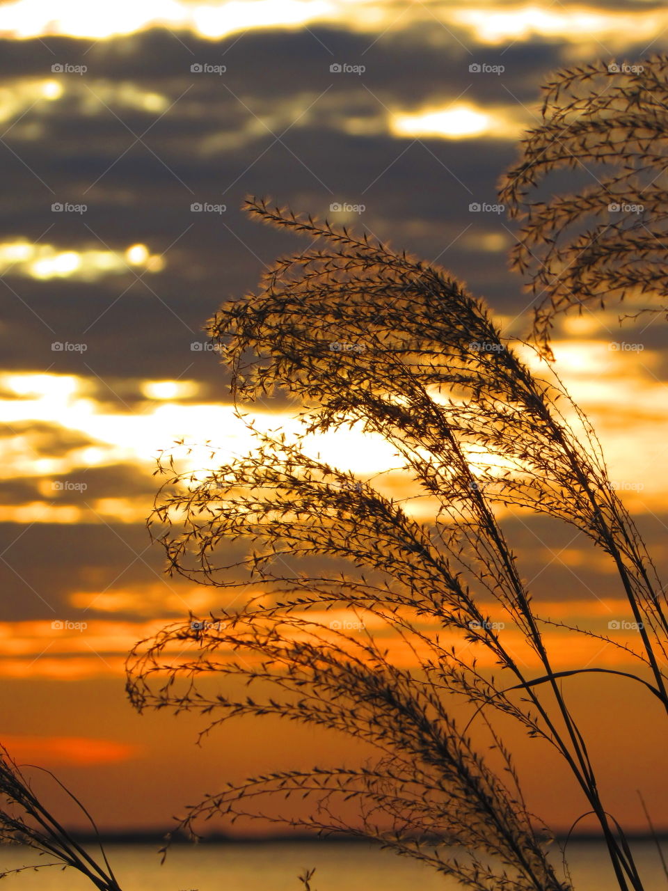 Close-up of plant during sunset