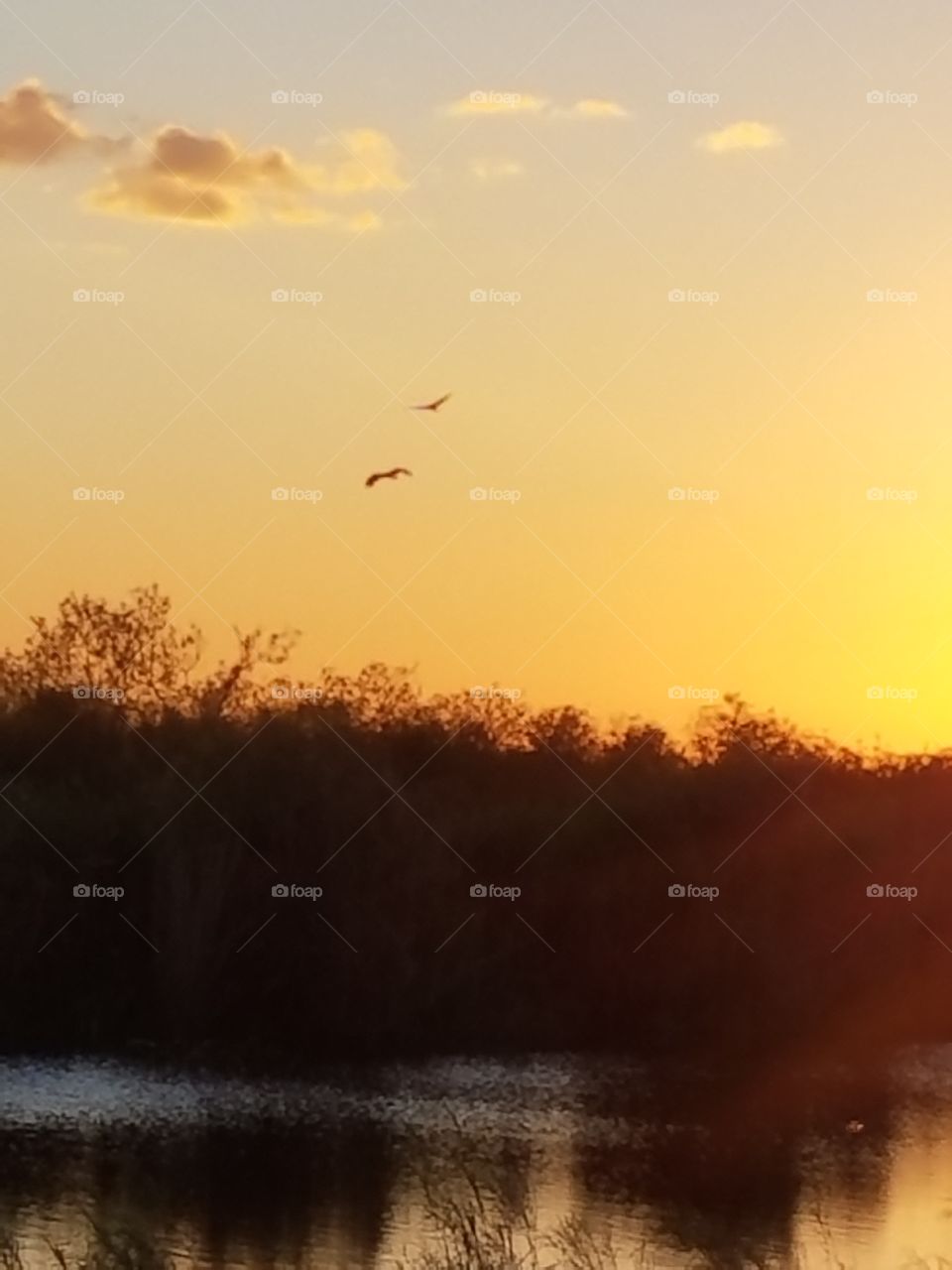 birds flying as the sun sets