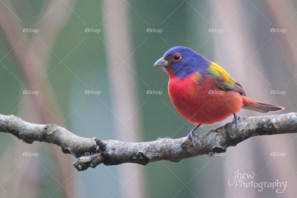 Male Painted Bunting