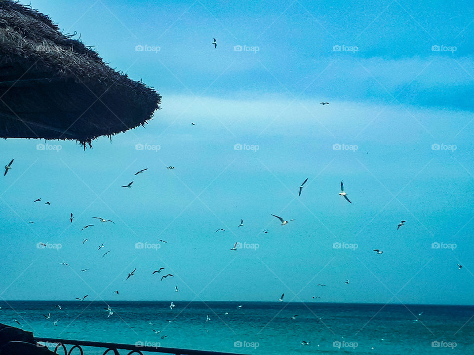 Sea Eagles flying over blue sea