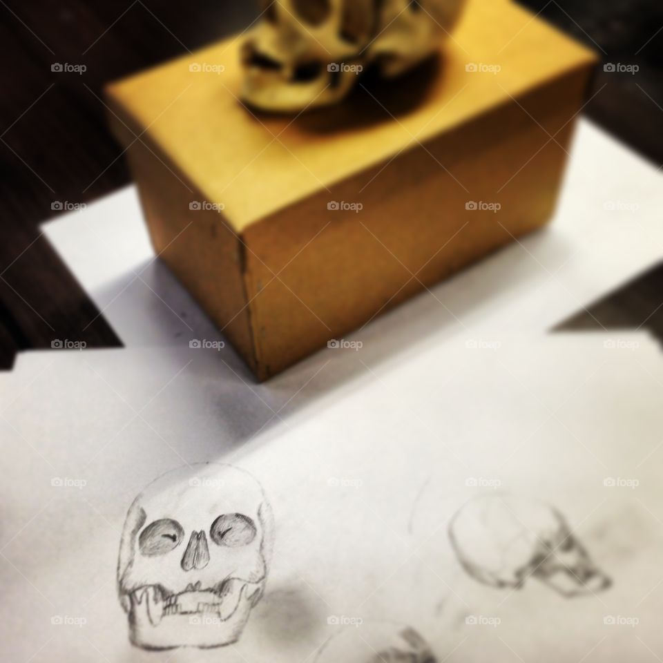 Anatomical Drawing. Drawing of a human skull
