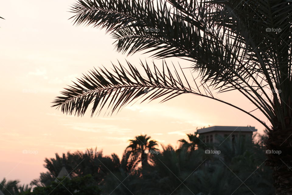 Palm tree at sunset