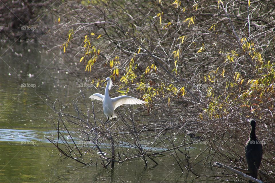 Snowy Egret and a Cormorant