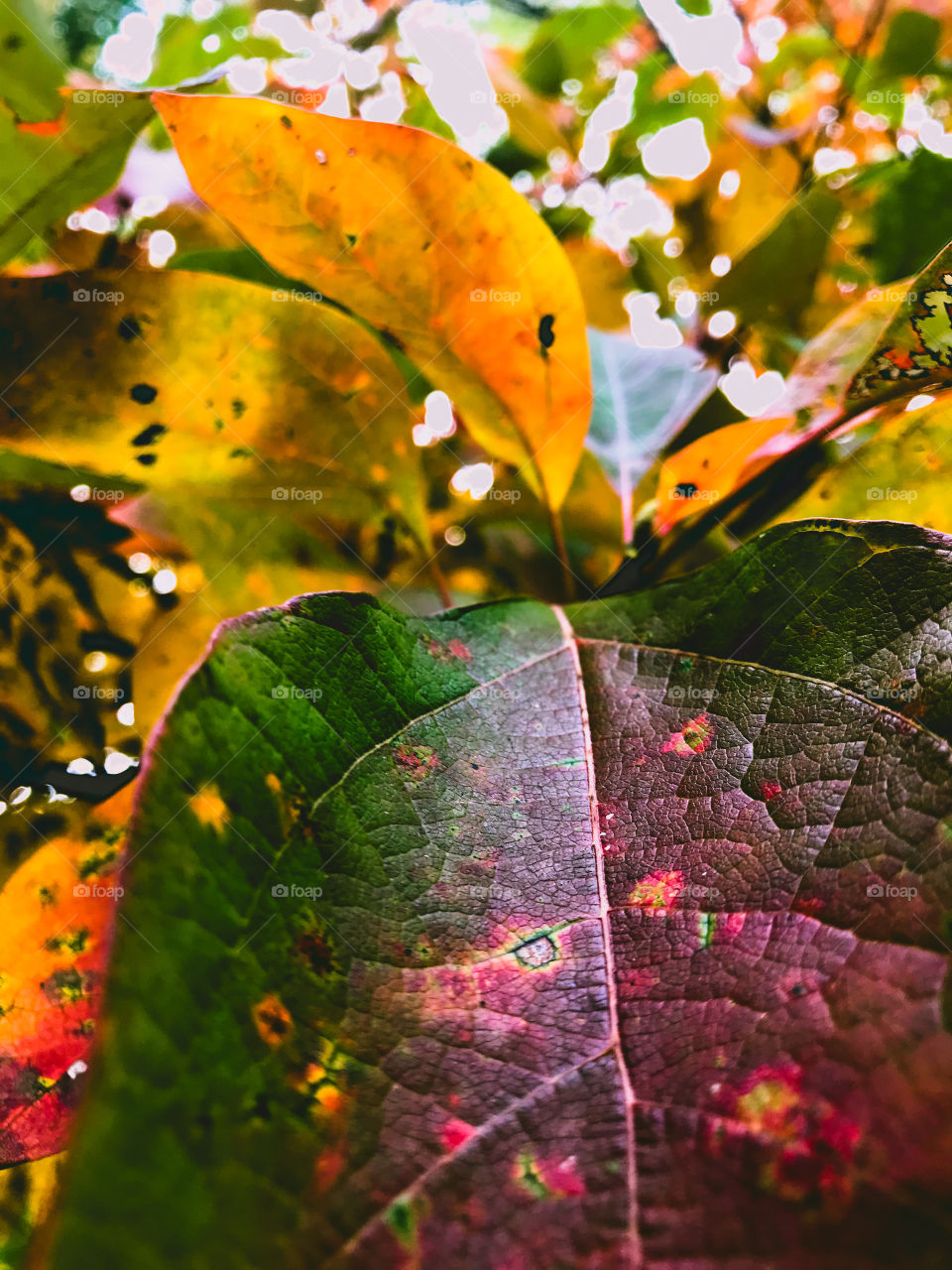 Nature connects us all. Something that is much needed especially in these times. Adding color into your life makes your outlook a little more colorful, that is what I am sure to implement in all my photos - a deeper meaning.