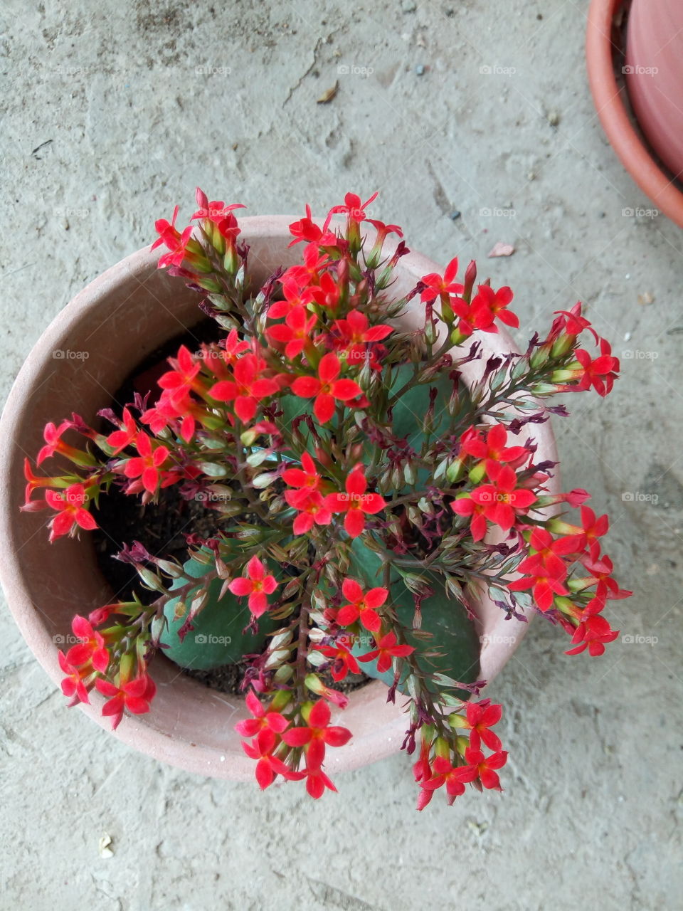 Decoration, Flower, Flora, No Person, Christmas