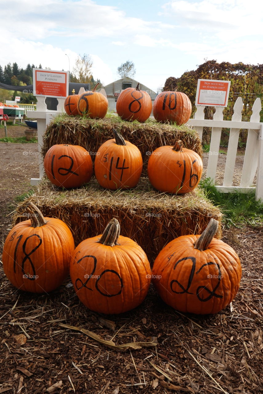 Pumpkins for Sale