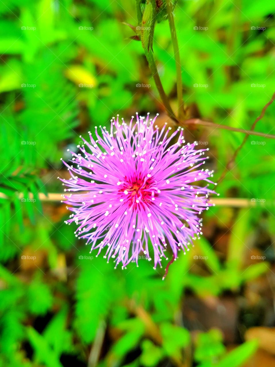 Magenta colour flower