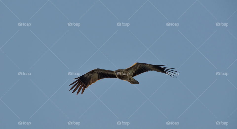 whistling kite in flight