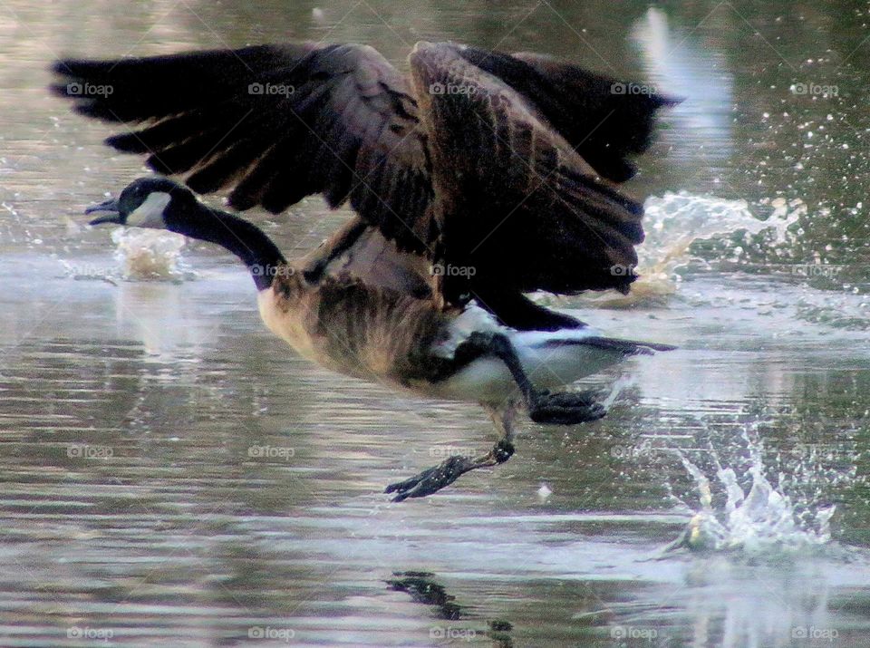 Canadian Goose Taking Off