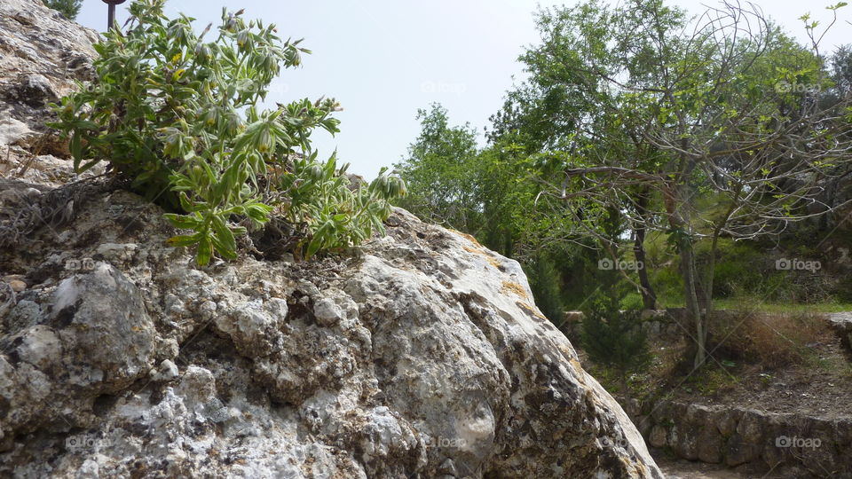 Rock And Tree