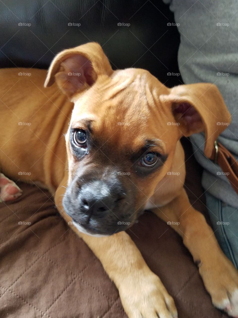 Boxer Pup