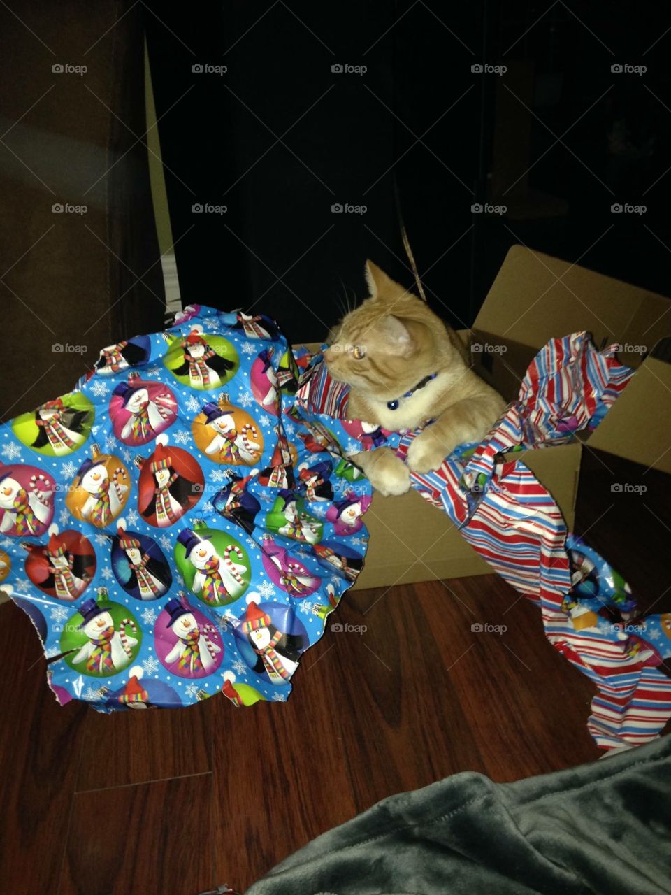 Cat helping with gift unwrapping