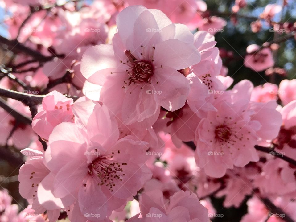 Beautiful spring blooming 