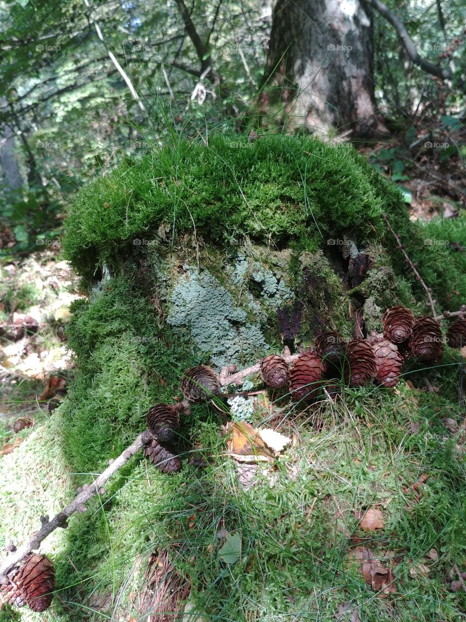 Moos herbst autumn boden Wald forest mushroom pilze