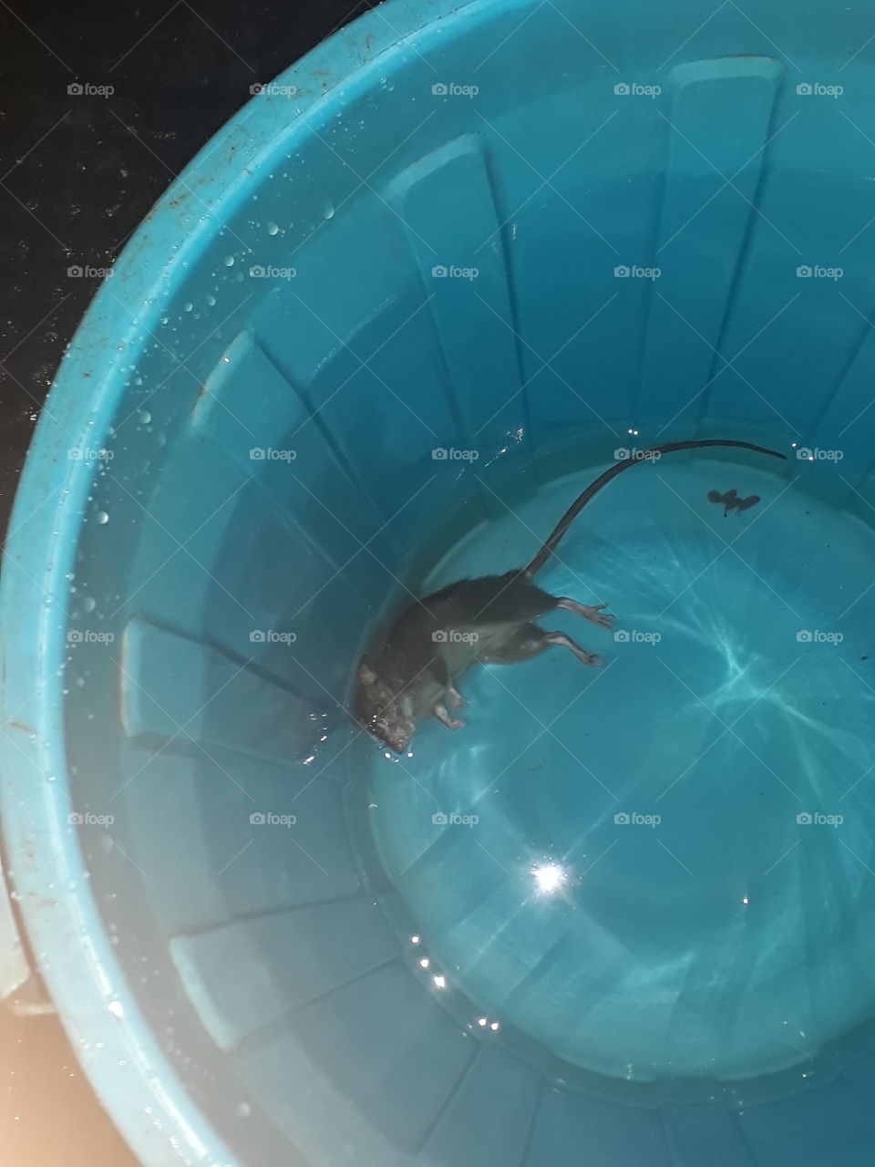 Its yucky
A mouse dead in the water