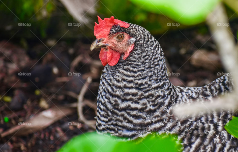 Rooster hiding in the foliage, but being a bit noisy to remain unnoticed.