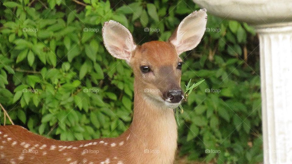 Fawn munching on some grass