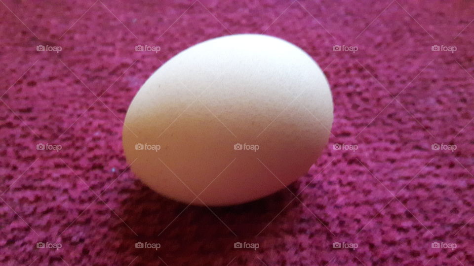 egg