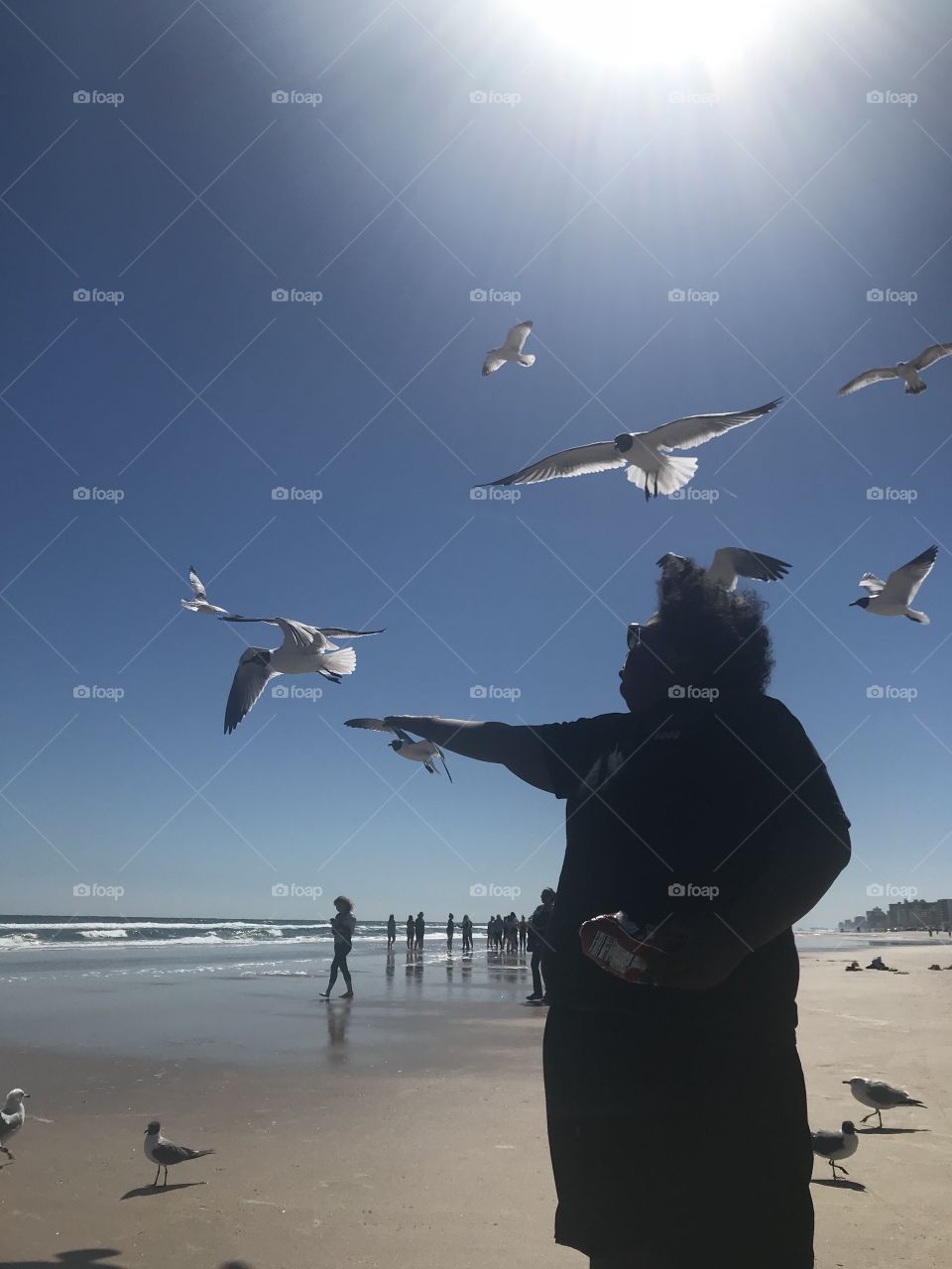 Bird, Seagulls, Beach, Water, No Person