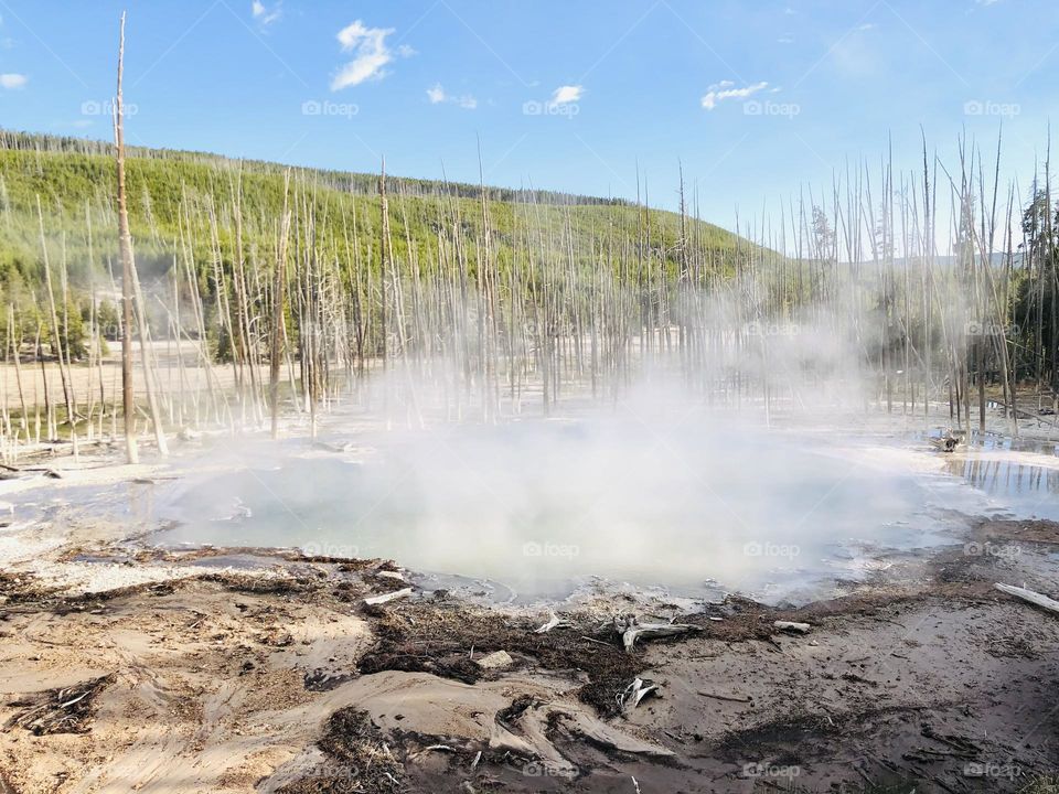 an abyss pool right by many sharp and bare branches 
