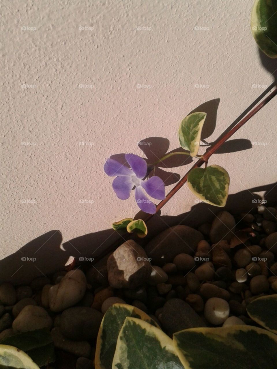 Still Life, Flower, No Person, Leaf, Nature