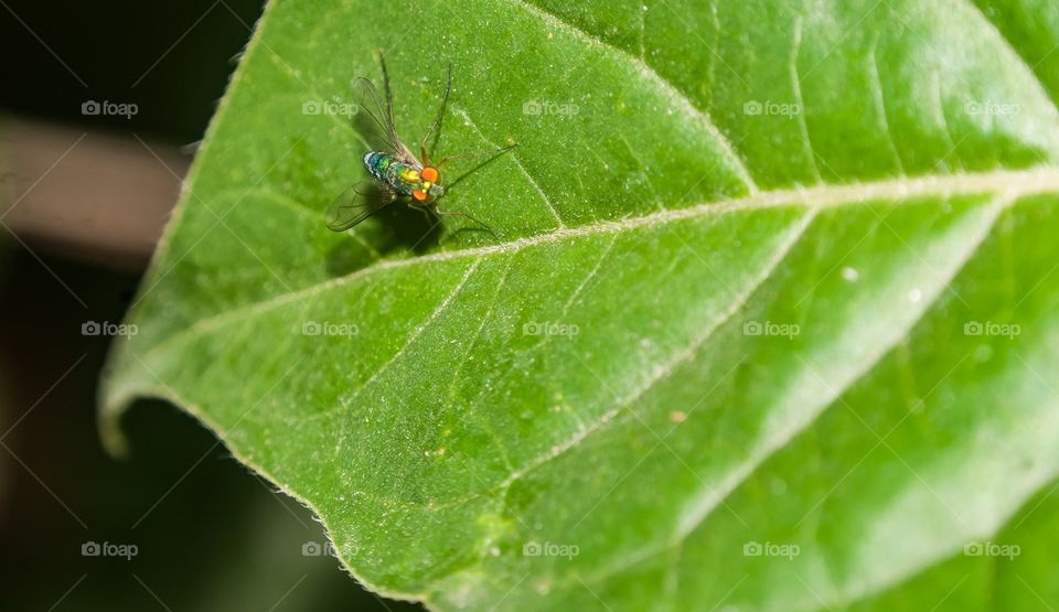 green colour story 