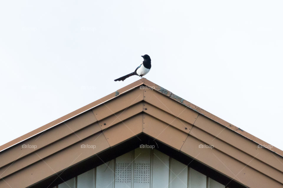 Magpie bird on the top of the roof -  skata fågel på toppen av taket 