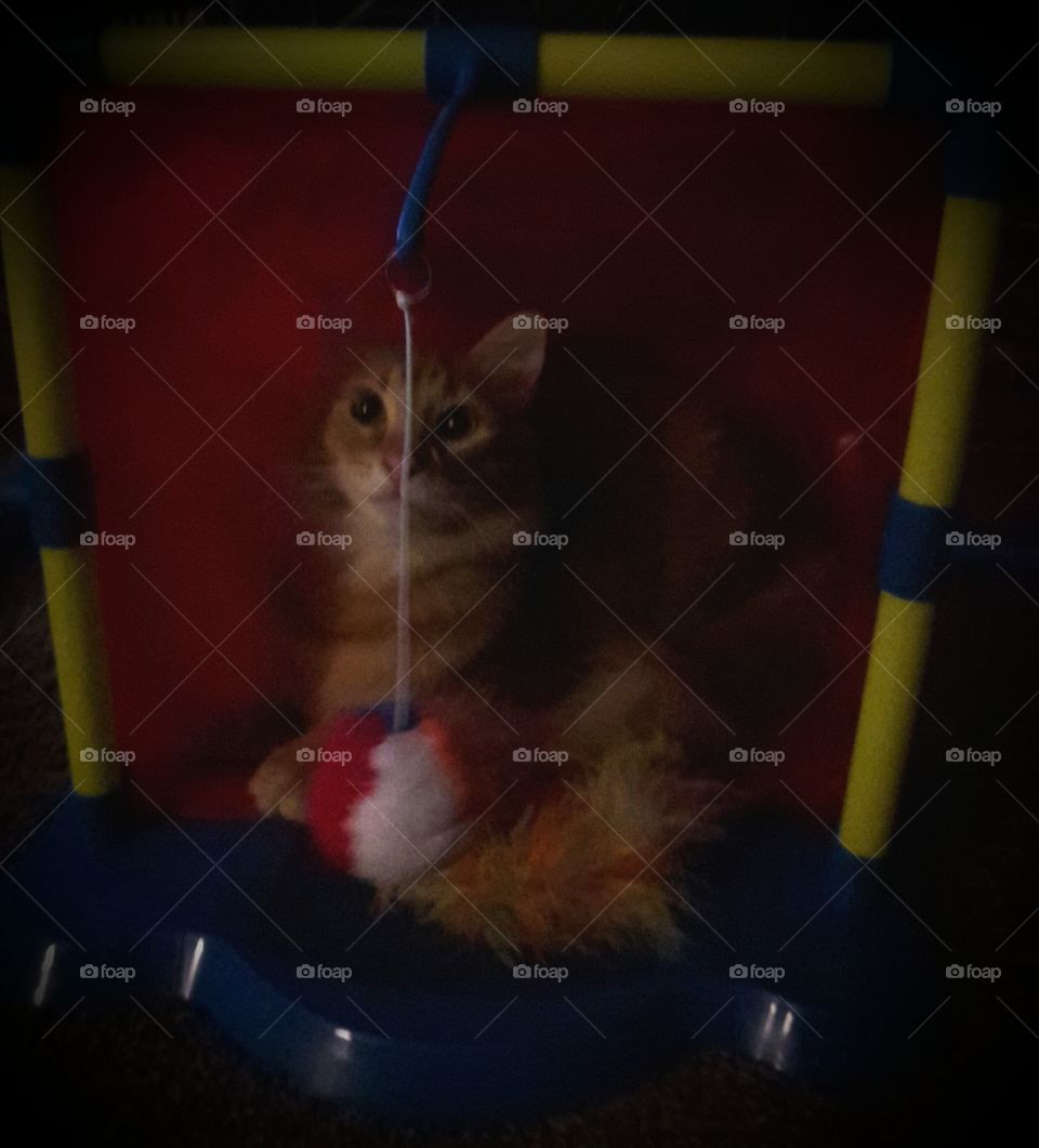 Cat in the Cat House