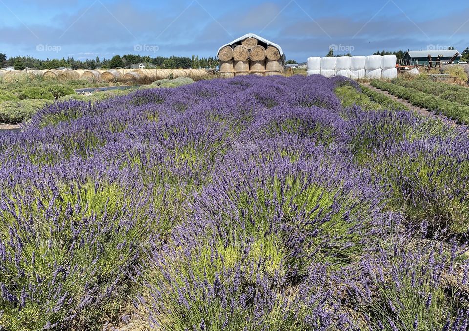 A field of lavender.