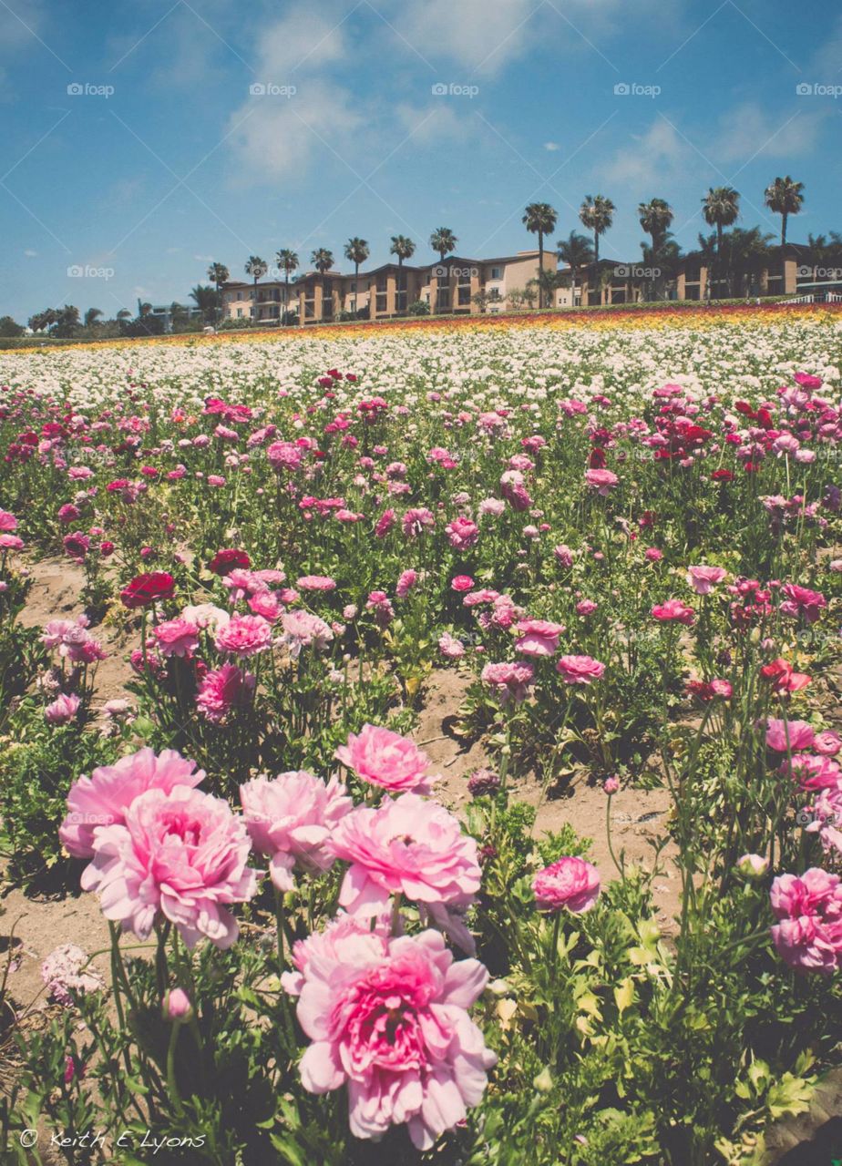 Flowers and Flowers