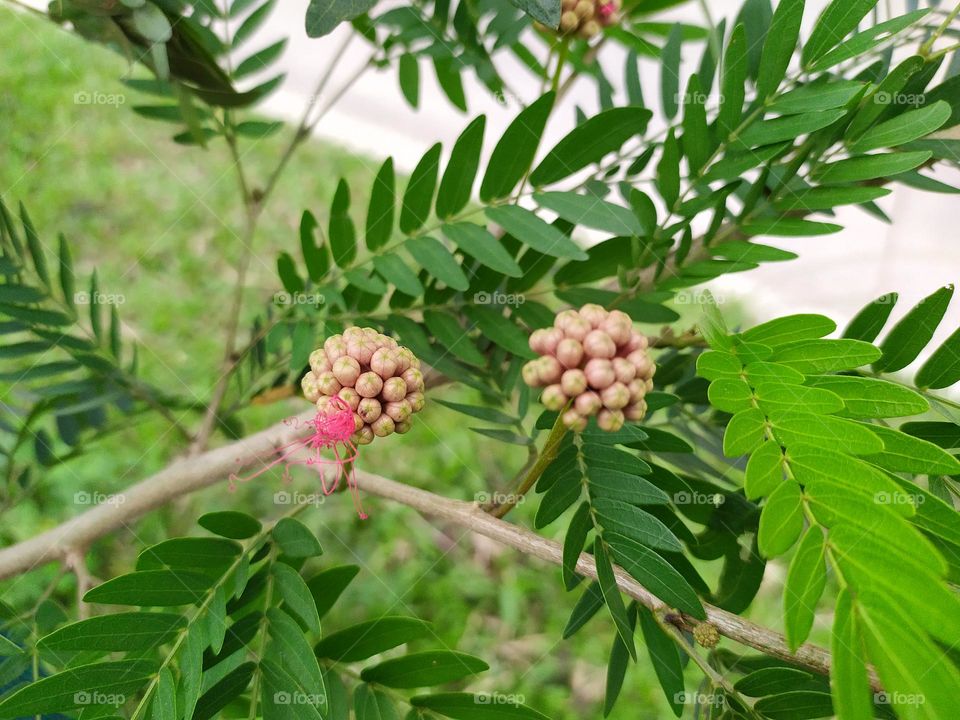 green tree with its seeds