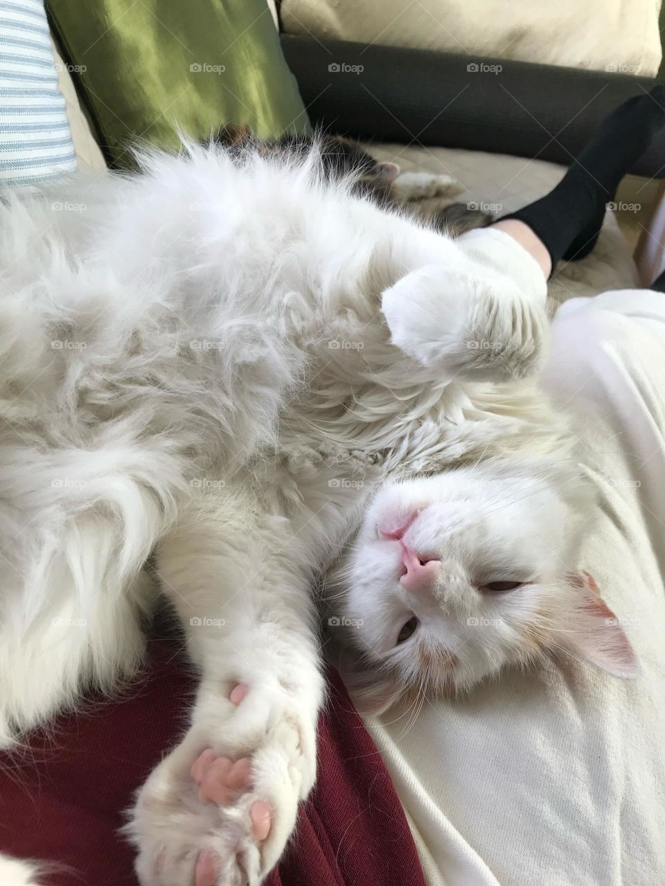 This cat enjoys rolling around on the couch so he can get a tummy rub!