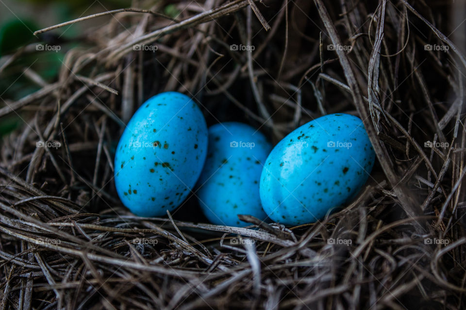 blue eggs hidden in a nest